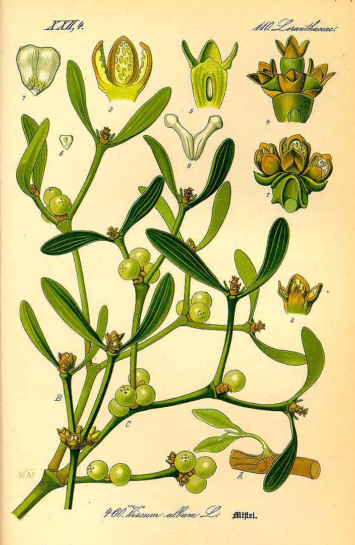 Illustration Viscum album, Par Thomé, O.W., Flora von Deutschland Österreich und der Schweiz (1886-1889) Fl. Deutschl. vol. 3 (1885) t. 460, via plantillustrations 