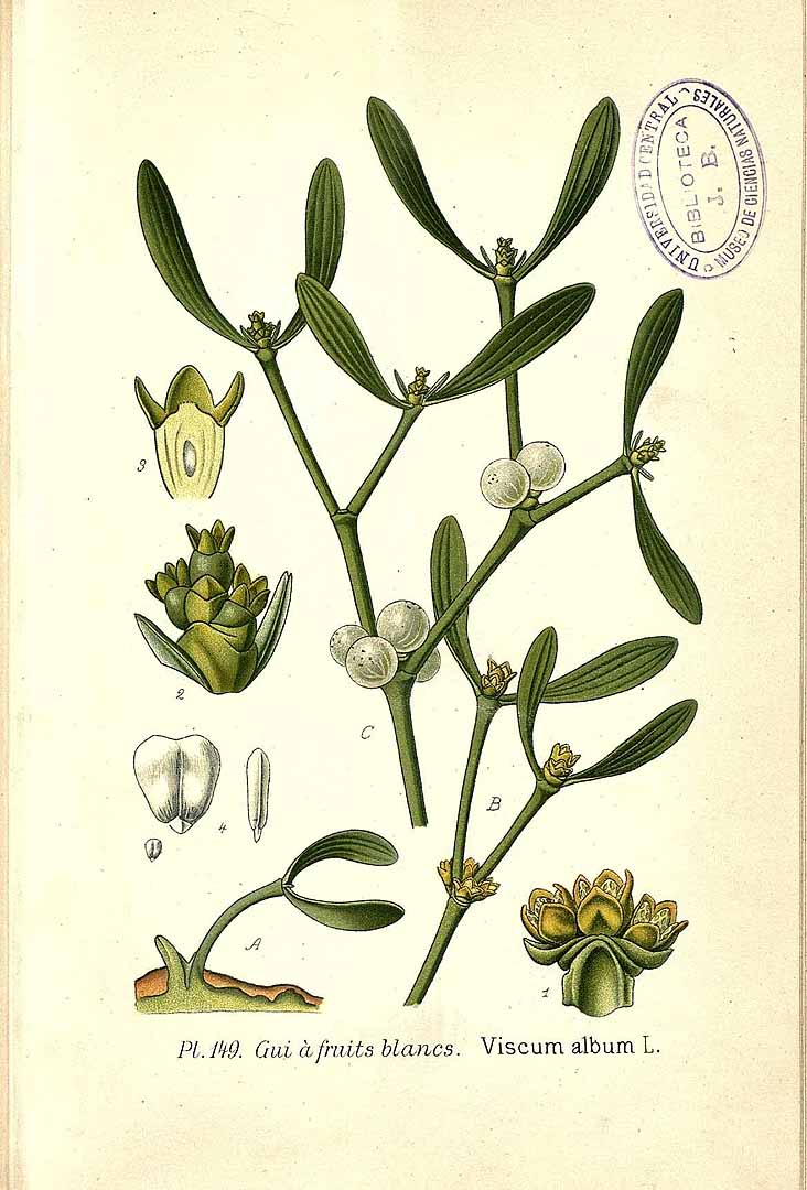 Illustration Viscum album, Par Masclef, A., Atlas des plantes de France (1890-1893) Atlas Pl. France vol. 2 t. 149, via plantillustrations 
