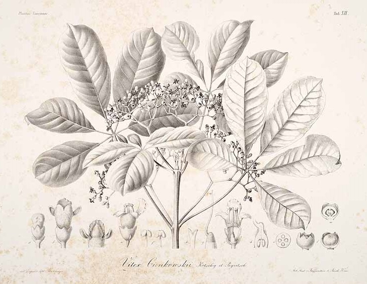 Illustration Vitex doniana, Par Kotschy, C.G.T., Peyritsch, J., J.A., A.F.P., Plantae Tinneanae (1867) Pl. Tinn. (1867) t. 12, via plantillustrations 
