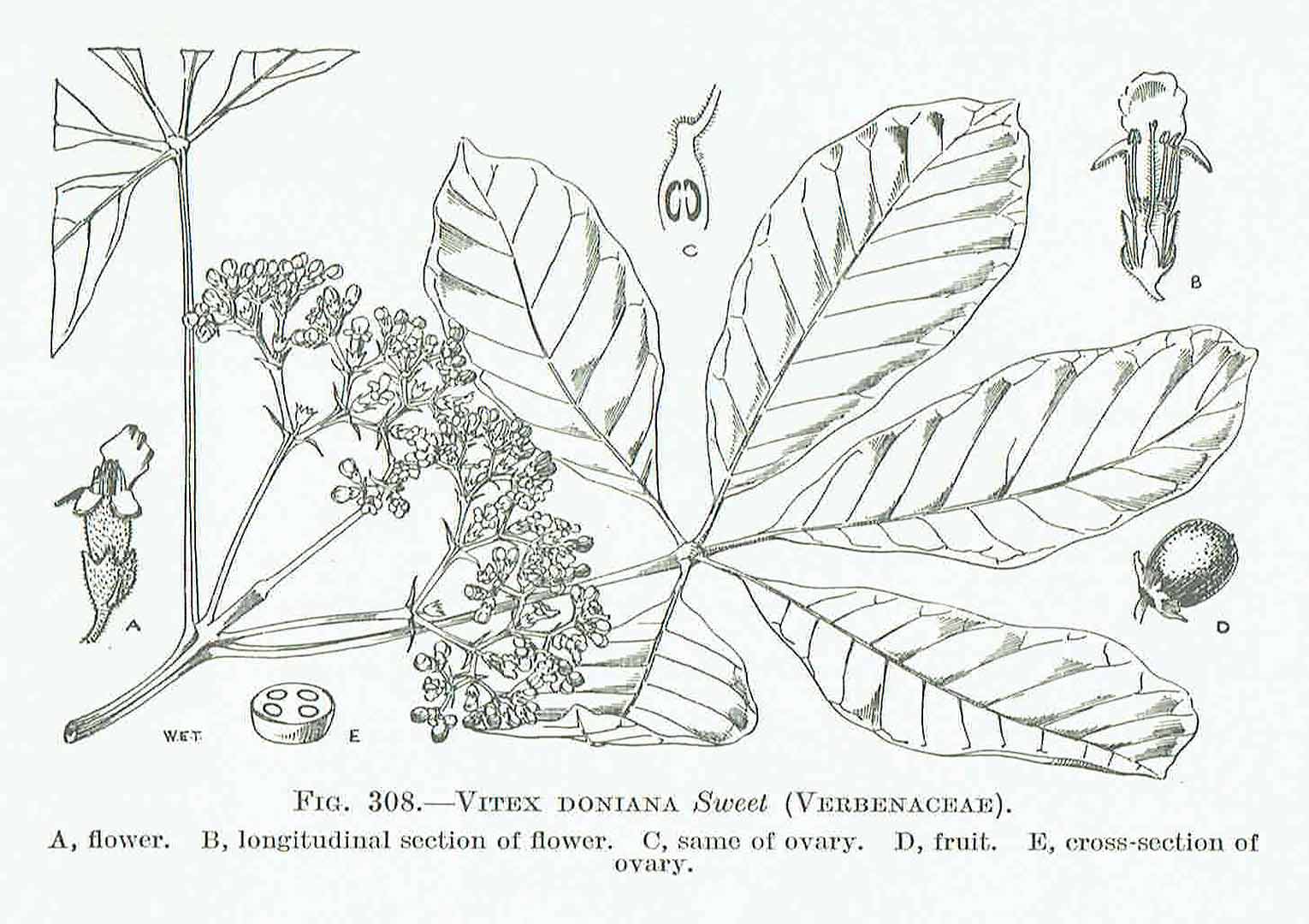 Illustration Vitex doniana, Par Hutchinson, J., Dalziel, J.M., Keay, R.W.J., Flora of West Tropical Africa (FWTA), 2nd ed. (1954-1972) Fl. W. Trop. Afr., ed. 2 vol. 2 (1963) p. 447 f. 308 , via plantillustrations 