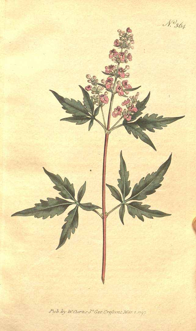 Illustration Vitex negundo, Par Curtis, W., et al., Botanical Magazine (Curtis) (1787-1800) Bot. Mag. vol. 11 (1797) [tt. 361-398] t. 364, via plantillustrations 