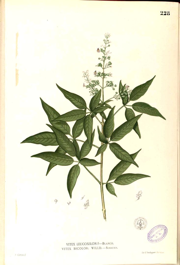 Illustration Vitex negundo, Par Blanco, M., Flora de Filipinas, ed. 3 (1877-1883) Fl. Filip., ed. 3 t. 228, via plantillustrations 