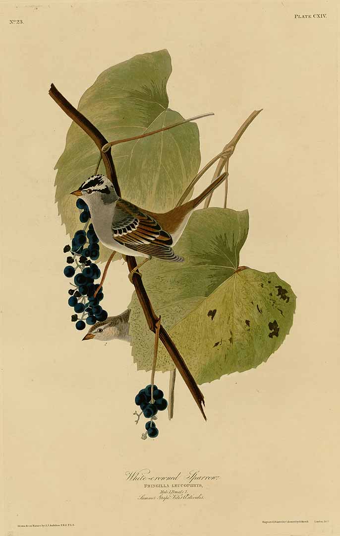 Illustration Vitis aestivalis var. bourquiniana, Par Audubon, J.J., Birds of America [double elephant folio edition] (1826-1838)  t. 114, via plantillustrations 