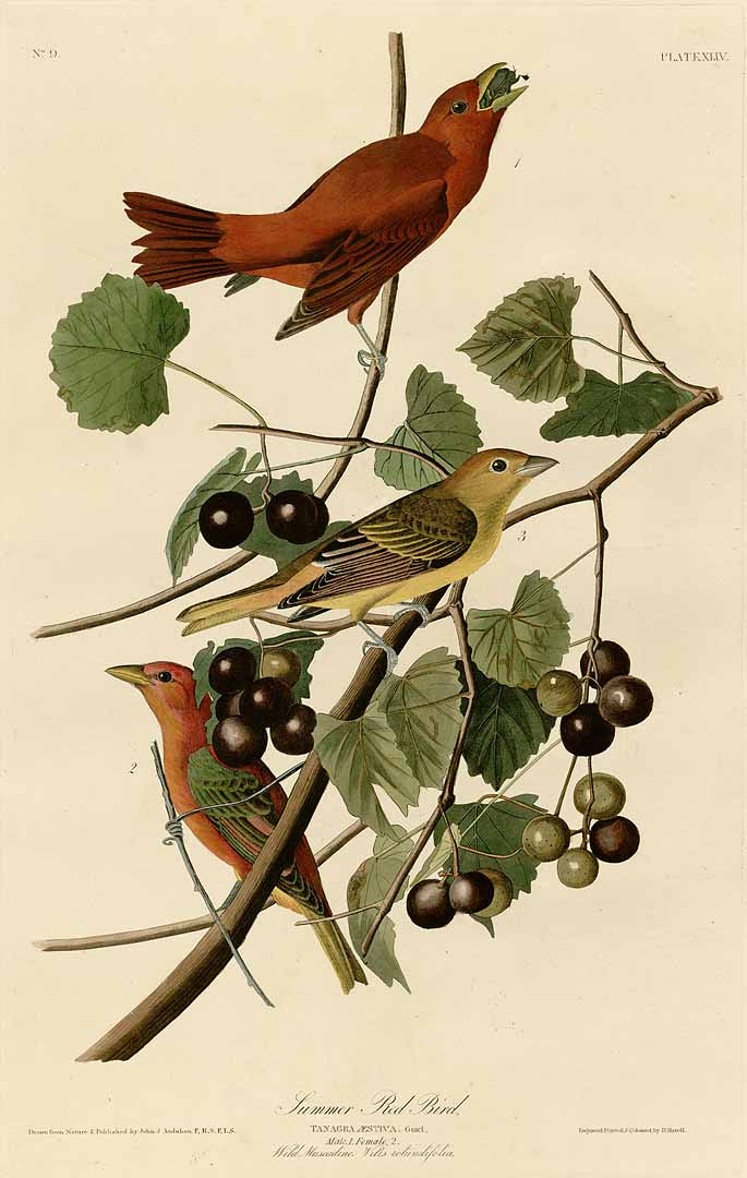 Illustration Vitis rotundifolia, Par Audubon, J.J., Birds of America [double elephant folio edition] (1826-1838)  t. 44, via plantillustrations 