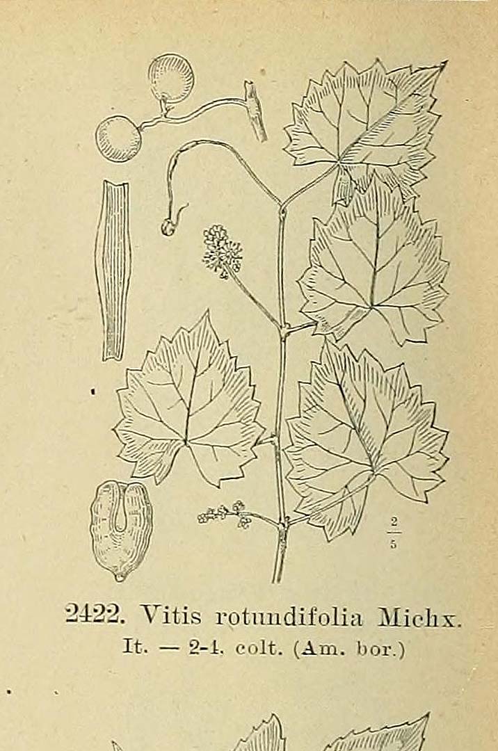 Illustration Vitis rotundifolia, Par Fiori, A., Paoletti, G., Iconographia florae italicae (1895-1904) Iconogr. Fl. Ital. t. 2422	p. 298 f. 3 , via plantillustrations 