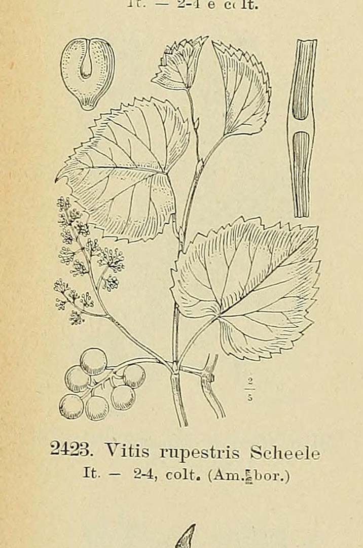 Illustration Vitis rupestris, Par Fiori, A., Paoletti, G., Iconographia florae italicae (1895-1904) Iconogr. Fl. Ital. t. 2423	p. 298 f. 4 , via plantillustrations 