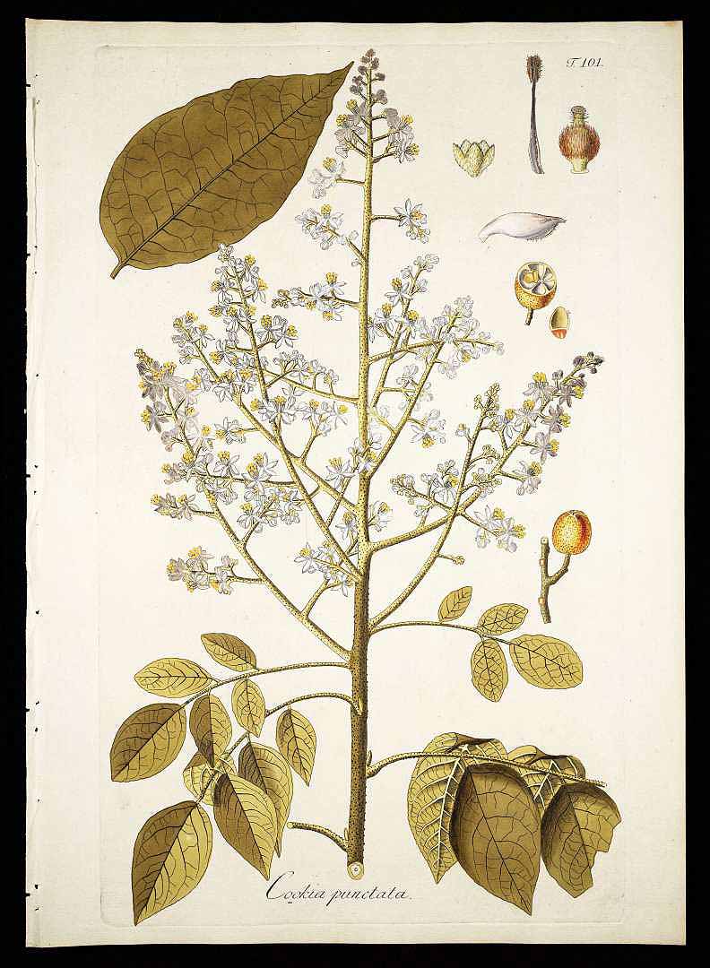 Illustration Clausena lansium, Par Jacquin N.J. von (Plantarum rariorum horti caesarei Schoenbrunnensis descriptiones et icones, vol. 1: t. 101, 1797), via plantillustrations 