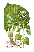 Illustration Eutrema japonica, Par Curtis, W., et al., Curtis?s Botanical Magazine, ser. 2 (1984-2021) Bot. Mag., ser. 2 vol. 33 (2016) t. 839, via plantillustrations 