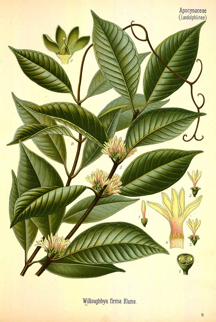 Illustration Willughbeia coriacea, Par Ko&#776;hler, F.E., Ko&#776;hlers Medizinal Pflanzen (1883-1914) Med.-Pfl. vol. 3 (1898) t. 15, via plantillustrations 