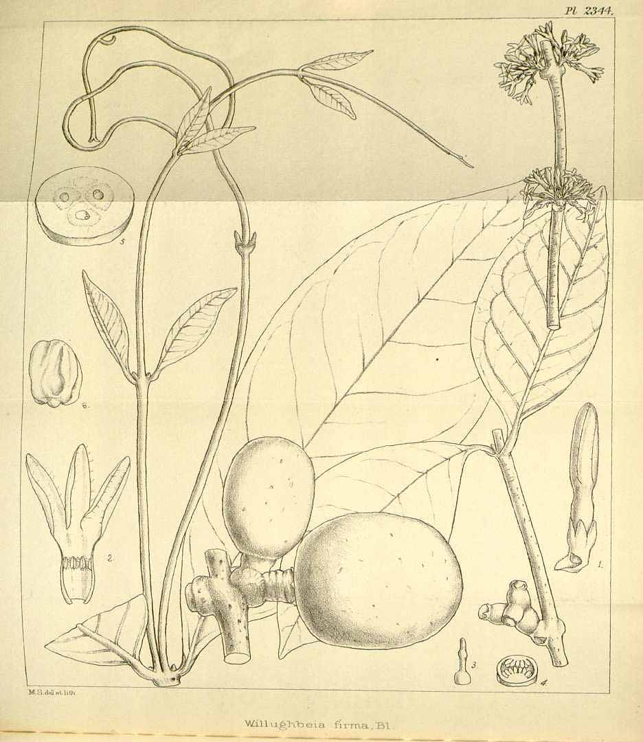 Illustration Willughbeia coriacea, Par Hooker, W.J., Hooker, J.D., Icones Plantarum [Hooker?s Icones plantarum] (1837-1922) Icon. Pl. vol. 24 (1895) [tt. 2301-2400] t. 2344, via plantillustrations 