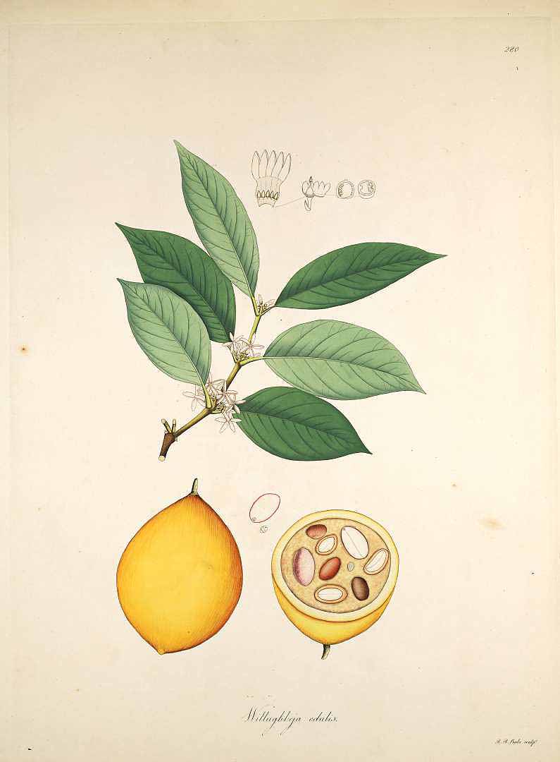Illustration Willughbeia edulis, Par Roxburgh, W., Plants of the coast of Coromandel (1795-1819) Pl. Coromandel vol. 3 (1819) t. 280, via plantillustrations 
