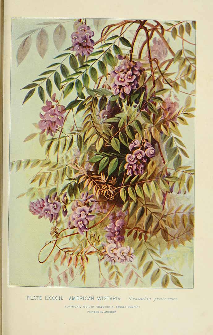 Illustration Wisteria frutescens, Par Lounsberry, A., Rowan, E., Southern wild flowers and trees (1901)  t. 83, via plantillustrations 