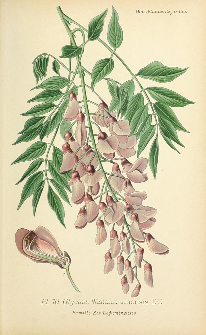 Illustration Wisteria sinensis, Par Bois, D., Atlas des plantes de jardins et dappartements (1891-1896) Atl. Pl. Jard. vol. 1 (1891-1893) [tt. 1-160] t. 70, via plantillustrations 