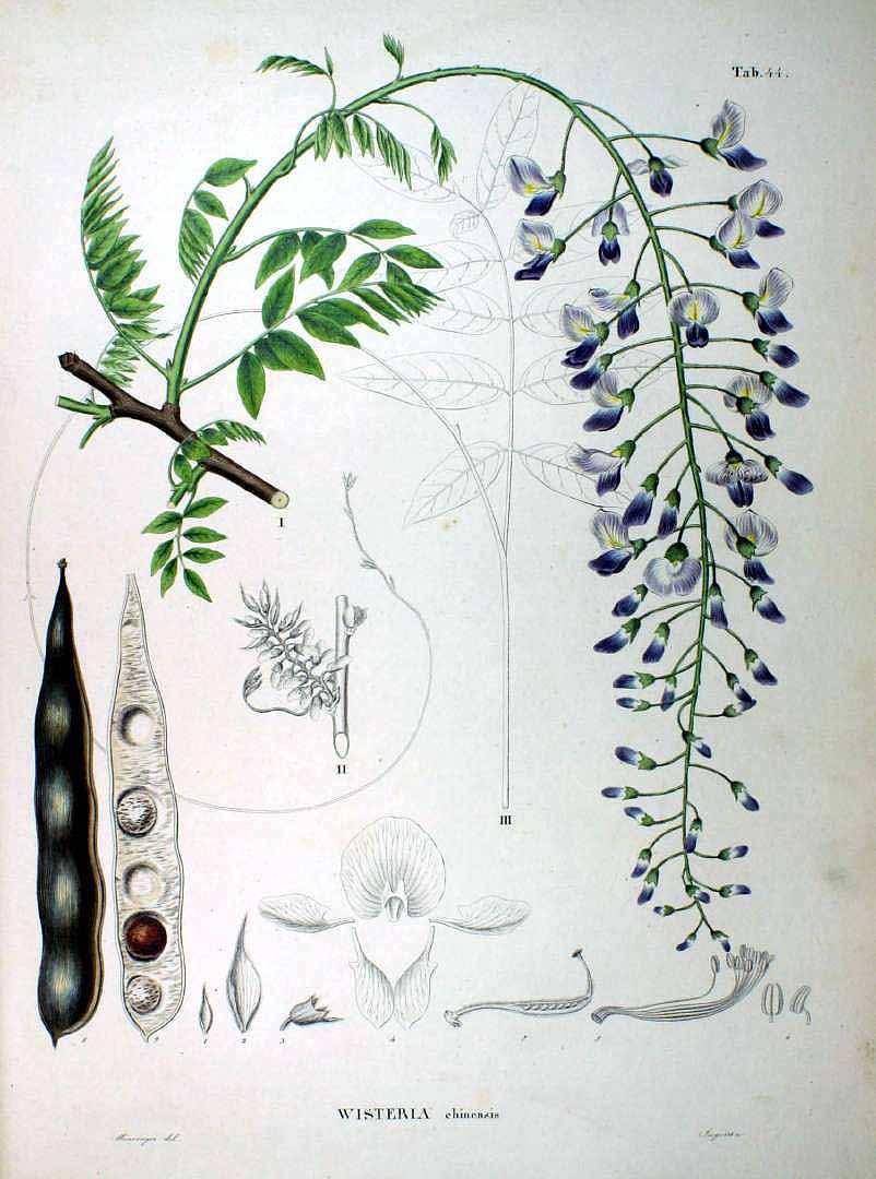 Illustration Wisteria sinensis, Par Siebold, P.F. von, Zuccarini, J.G., Flora Japonica (1842-1870) Fl. Jap. t. 44, via plantillustrations 