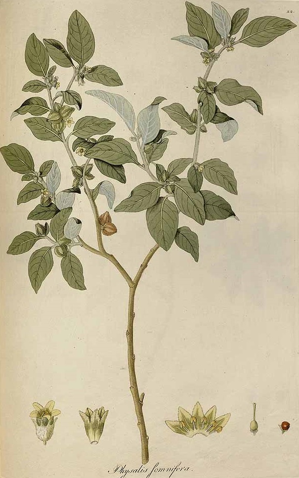 Illustration Withania somnifera, Par Jacquin, J.F. von, Eclogae plantarum rariorum (1811-1844) Ecl. Pl. Rar. vol. 1 (1811-1813) t. 22	p. 36 , via plantillustrations 