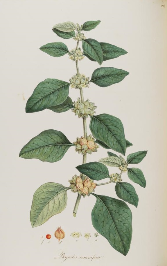Illustration Withania somnifera, Par Sibthrop, J., Smith, J.E., Flora Graeca (1806-1840) Fl. Graec. vol. 3 (1819) t. 233	p. 27 , via plantillustrations 