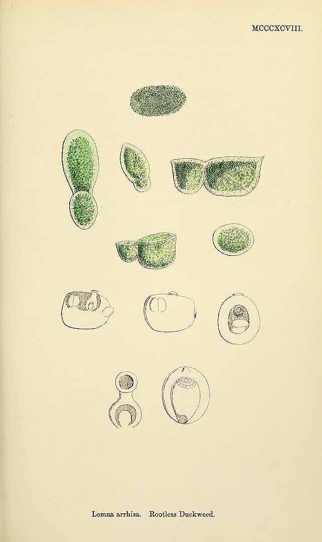 Illustration Wolffia arrhiza, Par Smith, J.E., English botany, or coloured figures of British plants, ed. 3 [B] [J.E. Sowerby et al] (1863-1899) Engl. Bot., ed. 3 vol. 9 (1869) t. 1398, via plantillustrations 