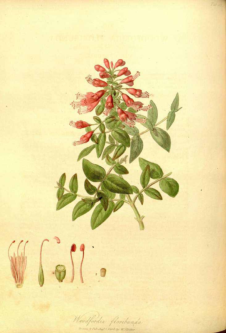 Illustration Woodfordia fruticosa, Par Hooker, W., Salisbury, R.A., paradisus Londinensis (1805-1807) Parad. Lond. (1805) t. 42, via plantillustrations 