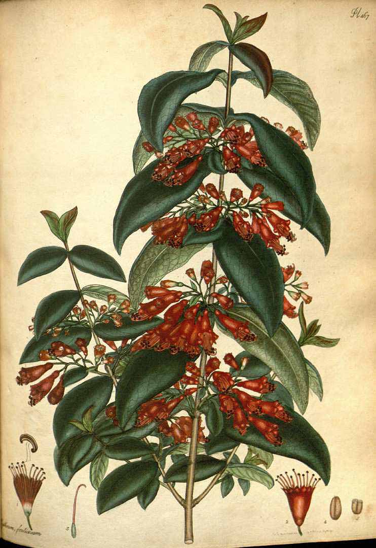 Illustration Woodfordia fruticosa, Par Andrews, H.C., botanists repository (1797-1814) Bot. Repos. vol. 7 (1806) [tt. 433-492] t. 467, via plantillustrations 