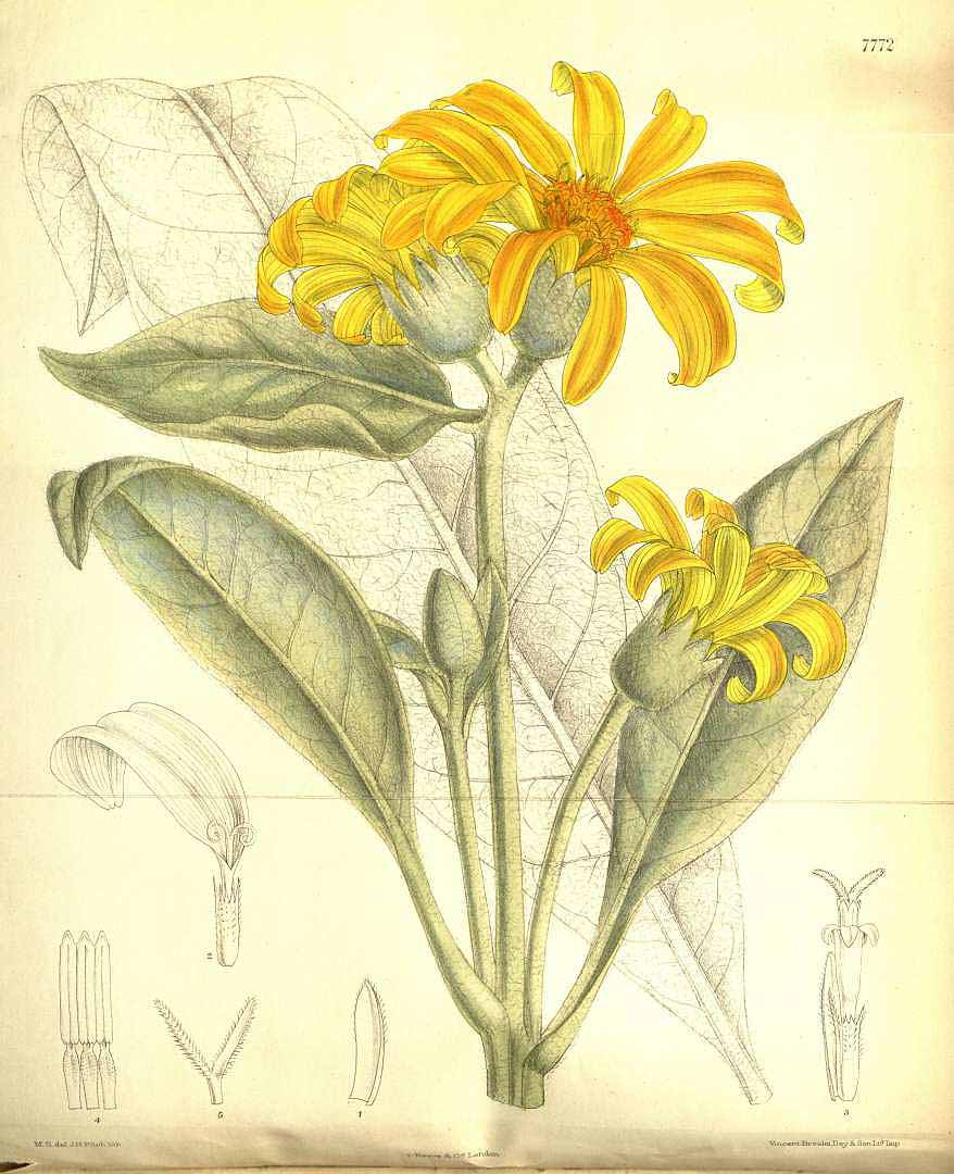 Illustration Wyethia mollis, Par Curtis, W., Botanical Magazine (1800-1948) Bot. Mag. vol. 127 (1901) [tt. 7752-7811] t. 7772, via plantillustrations 