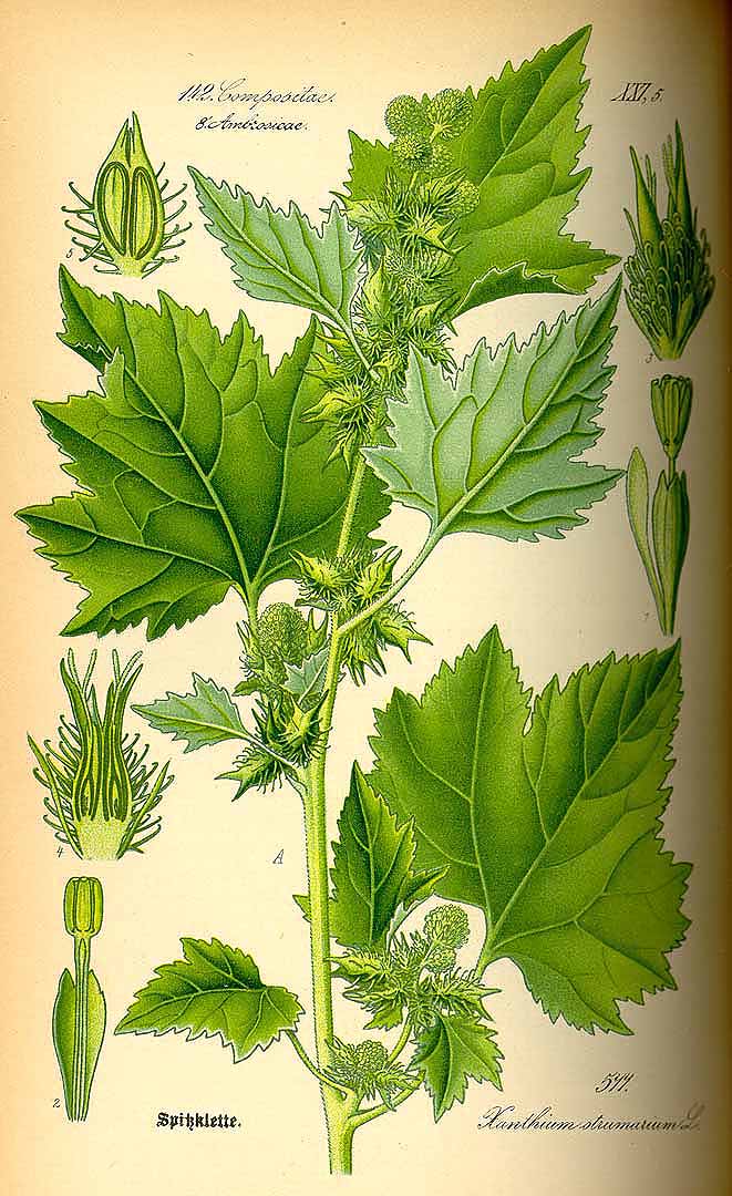 Illustration Xanthium strumarium, Par Thomé, O.W., Flora von Deutschland Österreich und der Schweiz (1886-1889) Fl. Deutschl. vol. 4 (1885) t. 577, via plantillustrations 