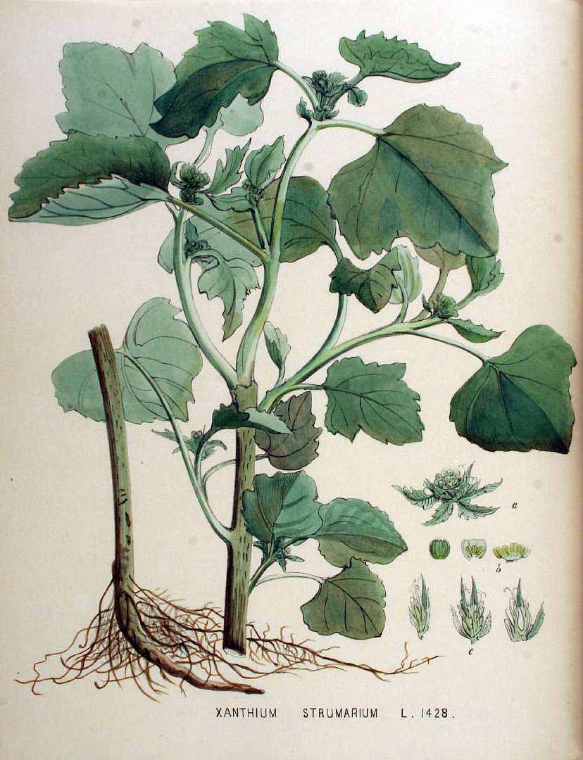 Illustration Xanthium strumarium, Par Kops, J., Flora Batava (1800-1934) Fl. Bat. vol. 18 (1889) t. 1428, via plantillustrations 