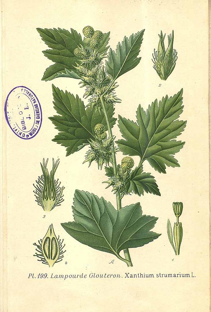 Illustration Xanthium strumarium, Par Masclef, A., Atlas des plantes de France (1890-1893) Atlas Pl. France vol. 2 t. 199, via plantillustrations 