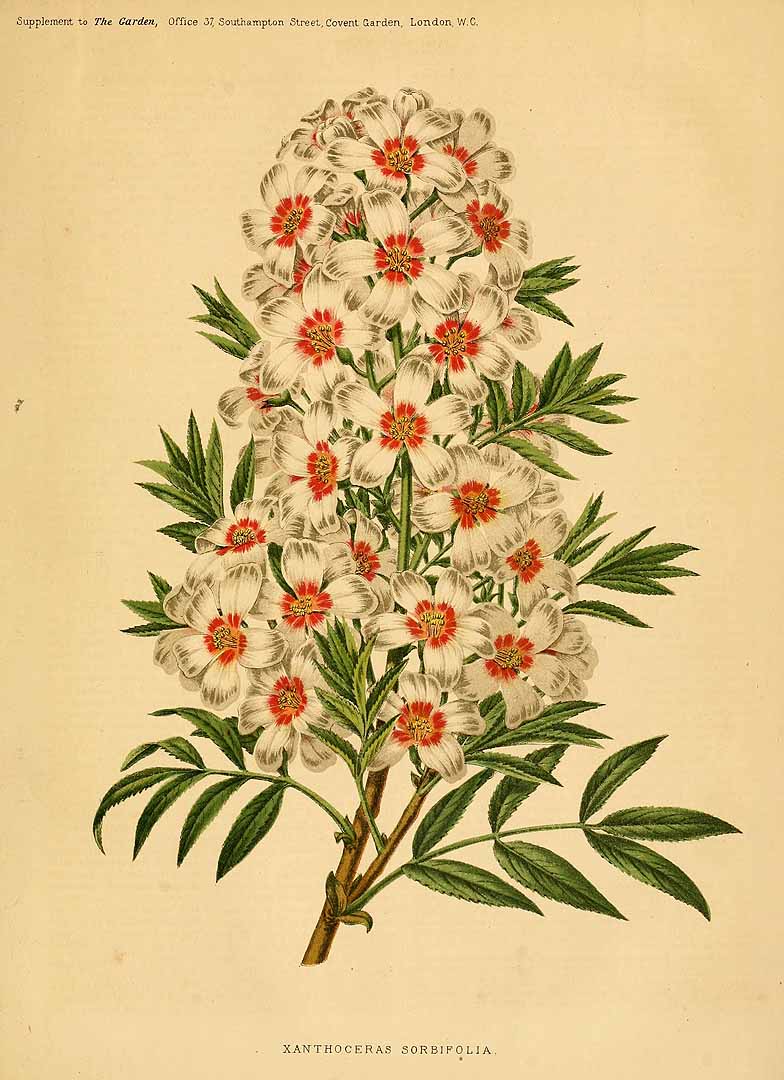 Illustration Xanthoceras sorbifolium, Par garden (1872-1927) The Garden vol. 8 (1875) t. 3] p. 524 , via plantillustrations 