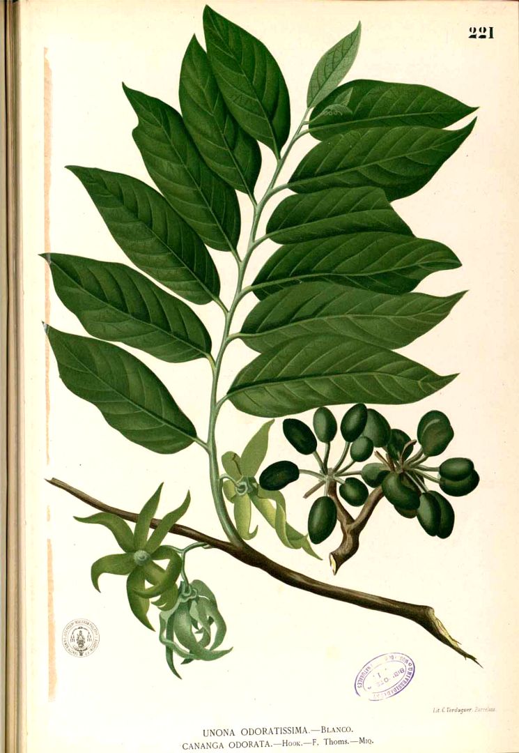 Illustration Cananga odorata, Par Blanco M. (Flora de Filipinas, t. 221, 1875) [xxx], via plantillustrations 