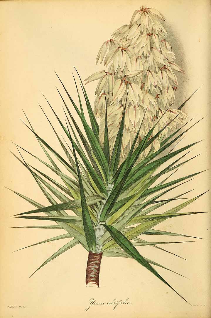 Illustration Yucca aloifolia, Par Paxton, J., Magazine of botany and register of flowering plants [J. Paxton] (1834-1849) Paxtons Mag. Bot. vol. 3 (1837) p. 25 , via plantillustrations 