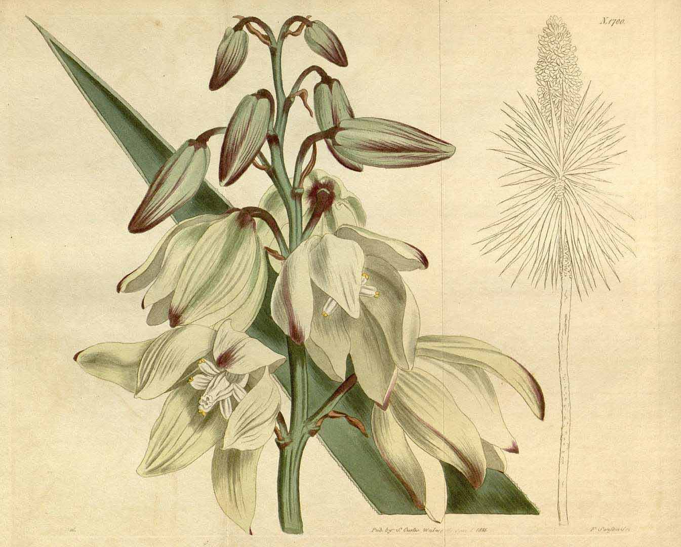 Illustration Yucca aloifolia, Par Curtis, W., Botanical Magazine (1800-1948) Bot. Mag. vol. 41 (1815) [tt. 1682-1695] t. 1700, via plantillustrations 