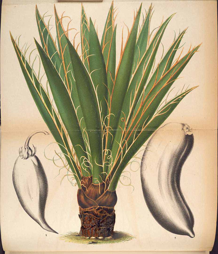 Illustration Yucca baccata, Par L Illustration horticole (1854-1896) Ill. Hort. vol. 20 (1873) t. 115, via plantillustrations 