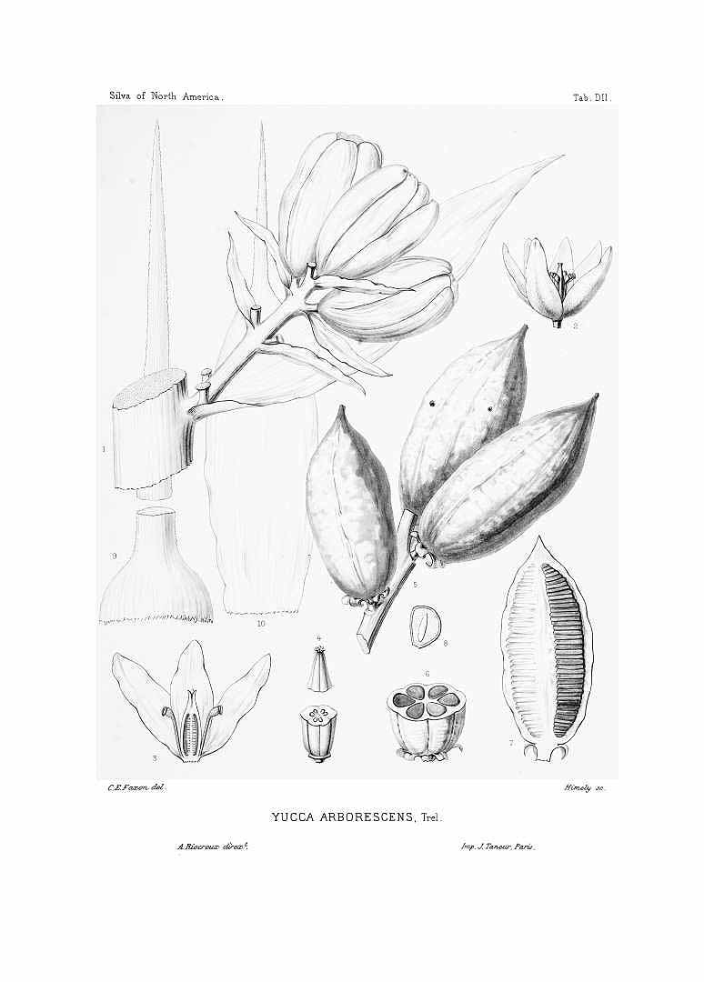 Illustration Yucca brevifolia, Par Sargent, C.S., Silva of North America (1891-1902) Silva vol. 10 (1896) t. 502, via plantillustrations 
