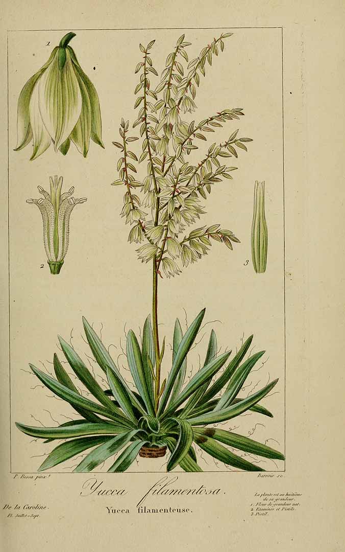 Illustration Yucca filamentosa, Par Delaunay, M., Loiseleur-Deslongchamps, J.L.A., Herbier général de lamateur (1814-1827) Herb. Gén. Amat. vol. 4 (1820) [tt. 213-284] t. 258, via plantillustrations 