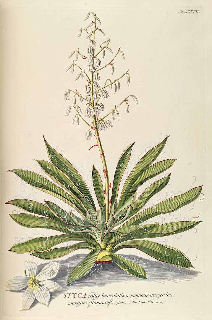 Illustration Yucca filamentosa, Par Trew, C.J., Ehret, G.D., Plantae selectae (1750-1773) Pl. Select. vol. 4 (1750) t. 37, via plantillustrations 