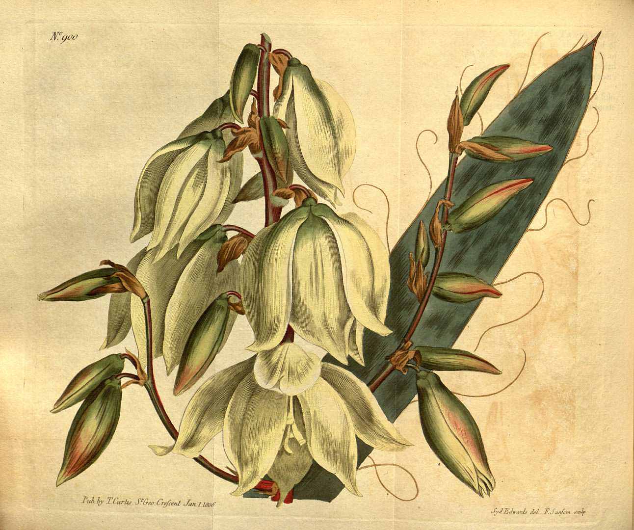 Illustration Yucca filamentosa, Par Curtis, W., Botanical Magazine (1800-1948) Bot. Mag. vol. 23 (1806) [tt. 881-923] t. 900, via plantillustrations 