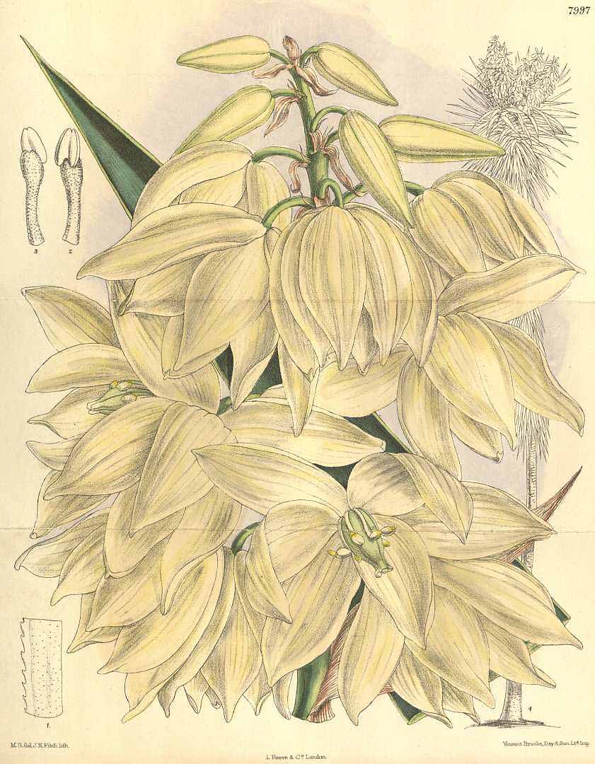 Illustration Yucca gigantea, Par Curtis, W., Botanical Magazine (1800-1948) Bot. Mag. vol. 131 (1905) [tt. 7992-8051] t. 7997, via plantillustrations 