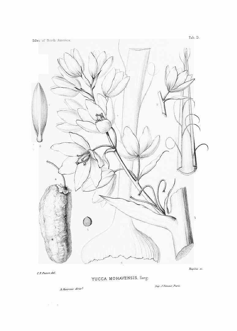 Illustration Yucca schidigera, Par Sargent, C.S., Silva of North America (1891-1902) Silva vol. 10 (1896) t. 500, via plantillustrations 