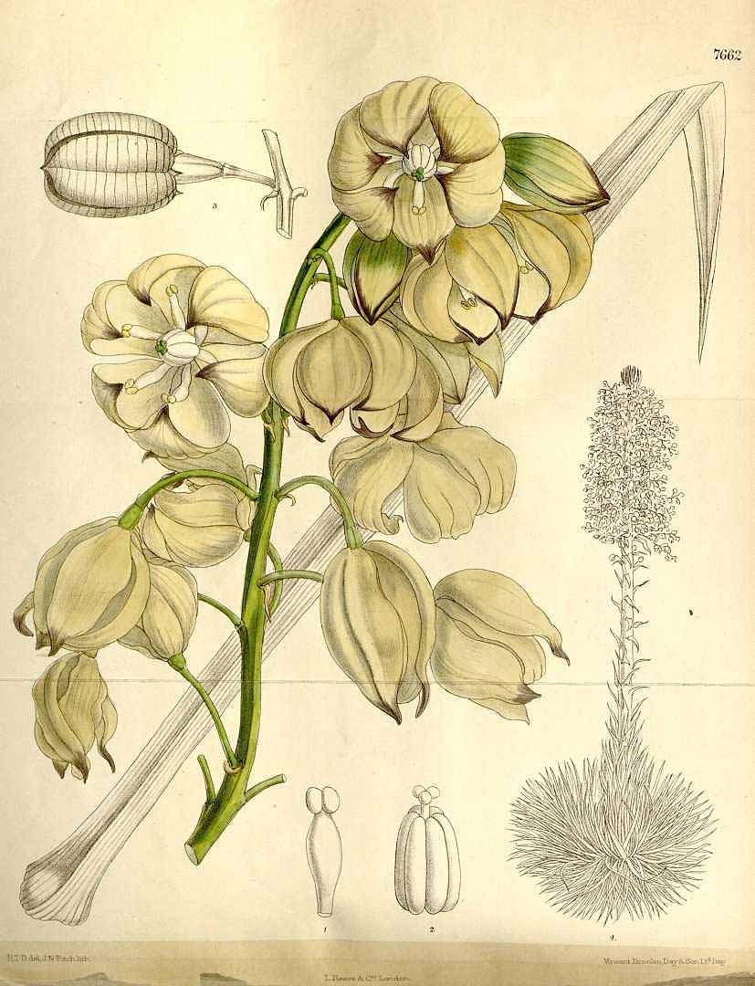 Illustration Yucca whipplei, Par Curtis, W., Botanical Magazine (1800-1948) Bot. Mag. vol. 125 (1899) [tt. 7632-7691] t. 7662, via plantillustrations 