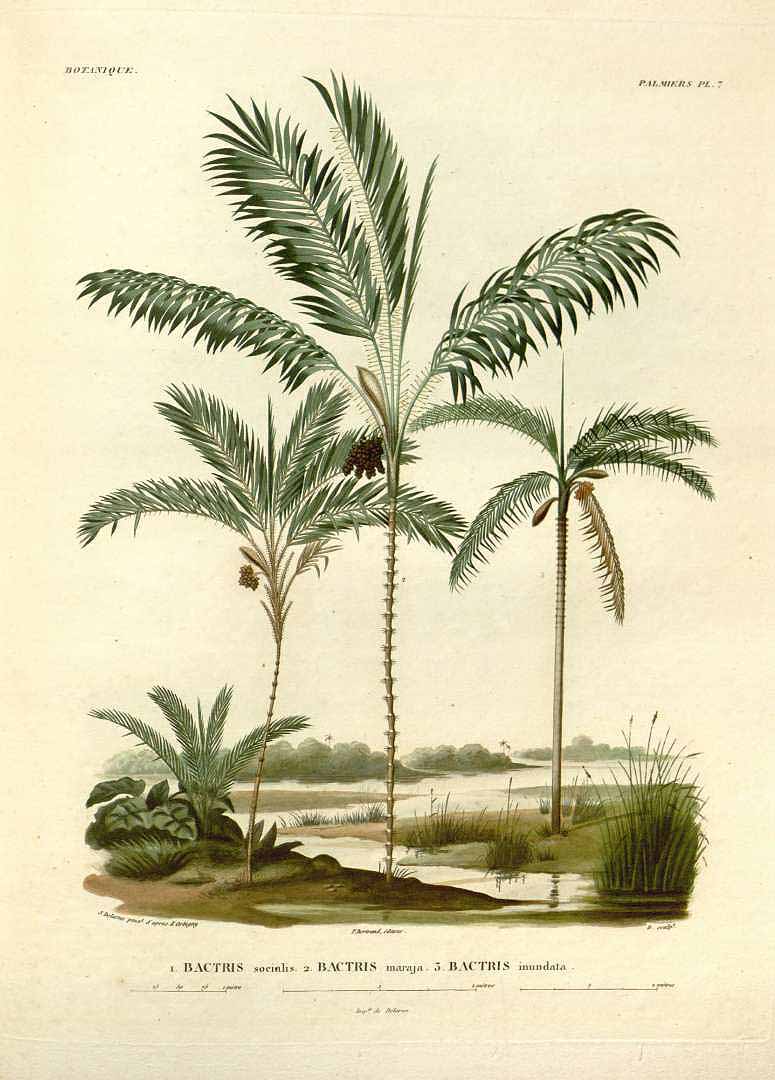 Illustration Bactris major, Par d´Orbigny, A.D. (Voyage dans l´Amérique Méridionale, 1847), via plantillustrations 