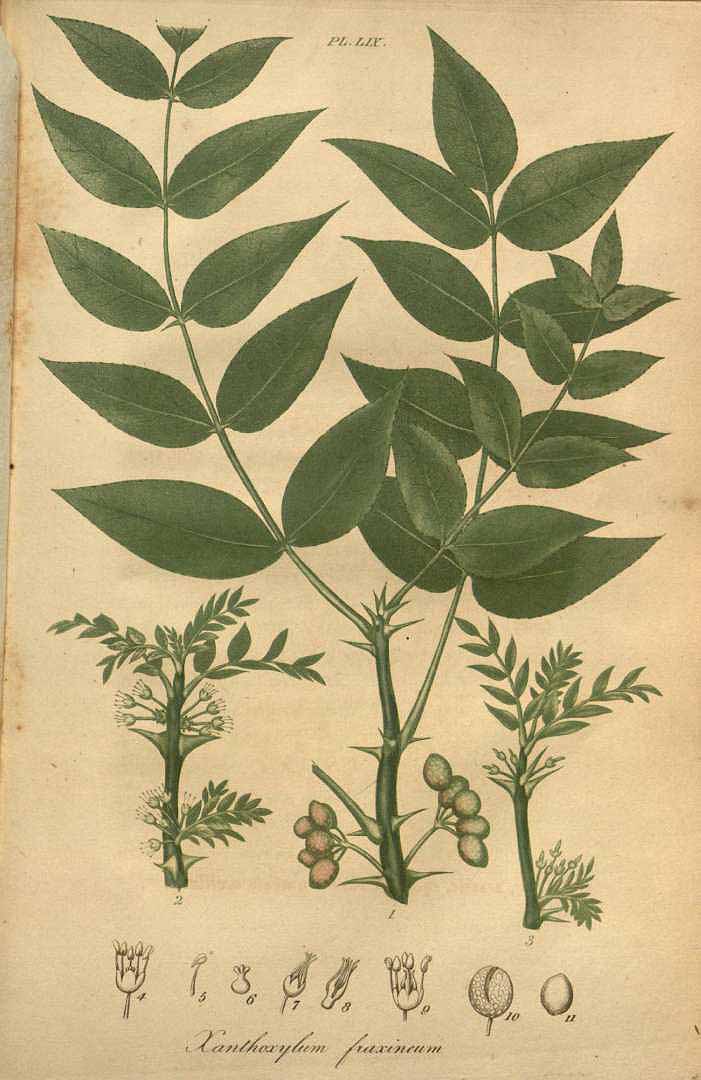 Illustration Zanthoxylum americanum, Par Bigelow, J., American medical botany (1817-1820) Amer. Med. Bot. vol. 3 (1820) t. 59, via plantillustrations 