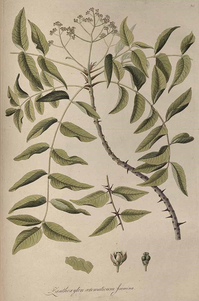 Illustration Zanthoxylum clava-herculis, Par Jacquin, J.F. von, Eclogae plantarum rariorum (1811-1844) Ecl. Pl. Rar. vol. 1 (1811-1813) t. 70	p. 103 , via plantillustrations 