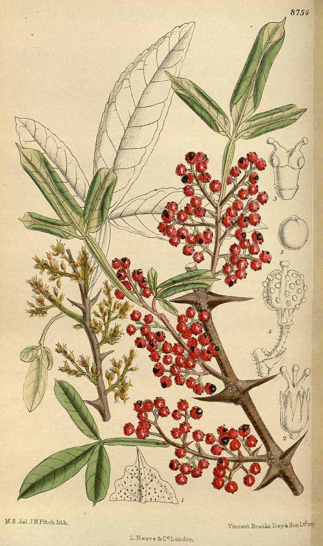 Illustration Zanthoxylum planispinum, Par Curtis, W., Botanical Magazine (1800-1948) Bot. Mag. vol. 144 (1918) [tt. 8742-8785] t. 8754, via plantillustrations 