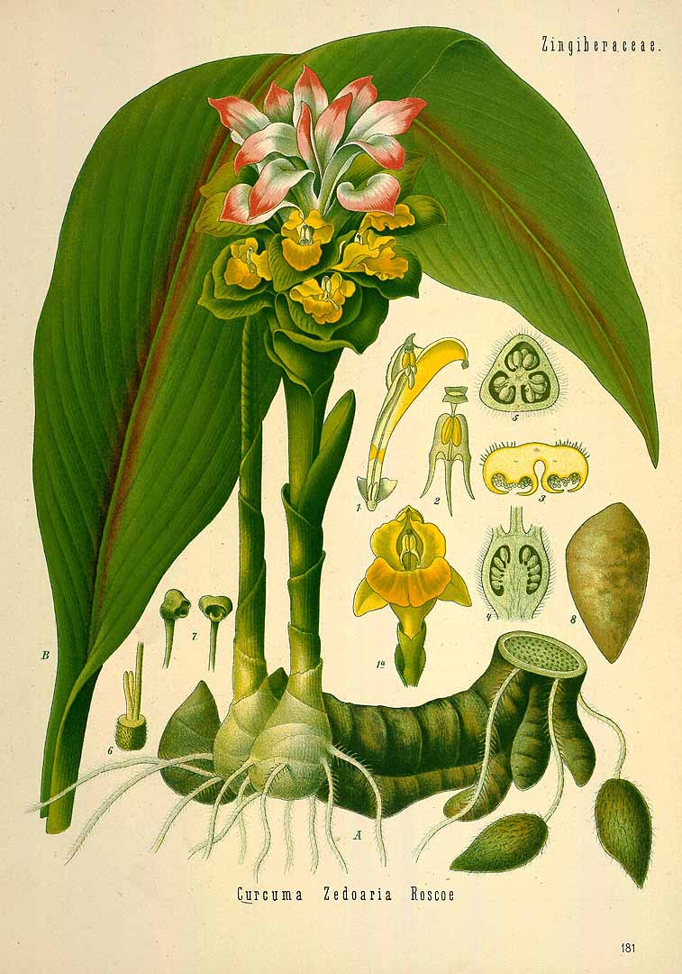 Illustration Curcuma zedoaria, Par Köhler F.E. (Medizinal Pflanzen, vol. 2: t. 181, 1890), via plantillustrations 