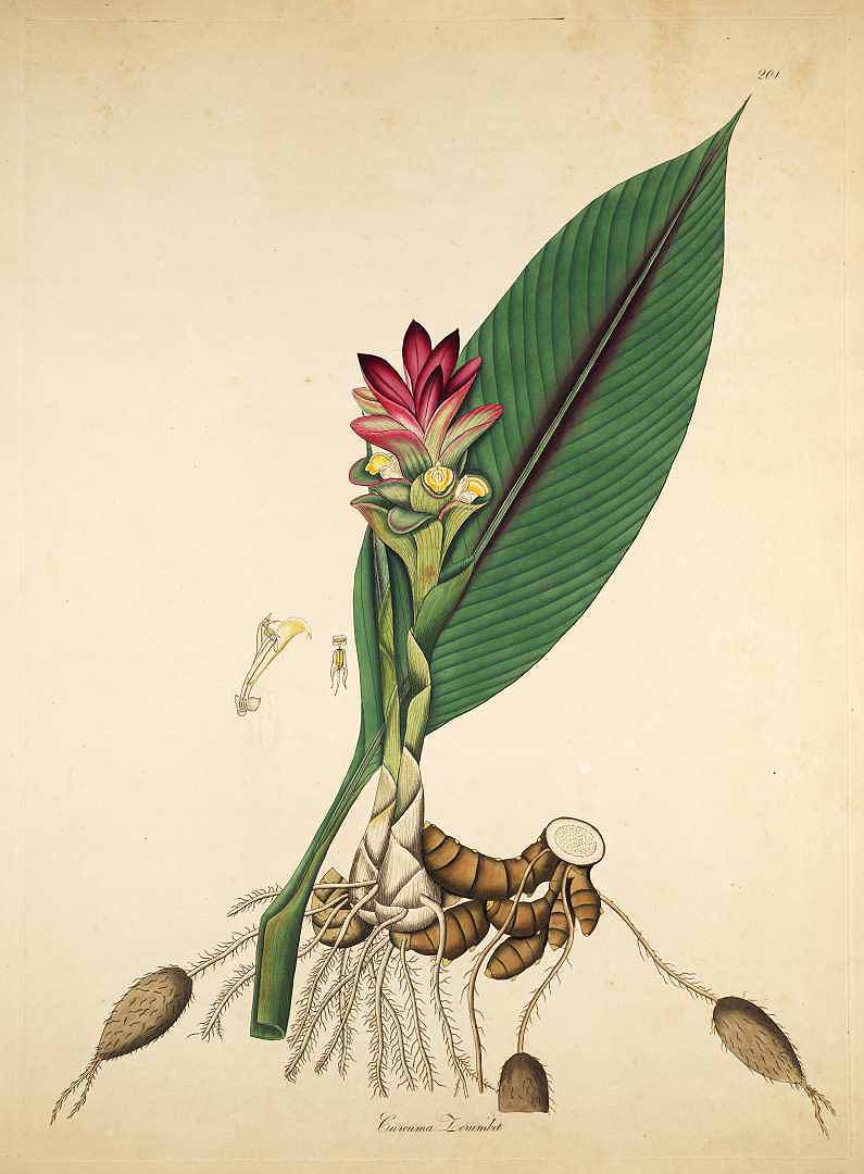 Illustration Curcuma zedoaria, Par Roxburgh, W., Plants of the coast of Coromandel (1795-1819) Pl. Coromandel, via plantillustrations 