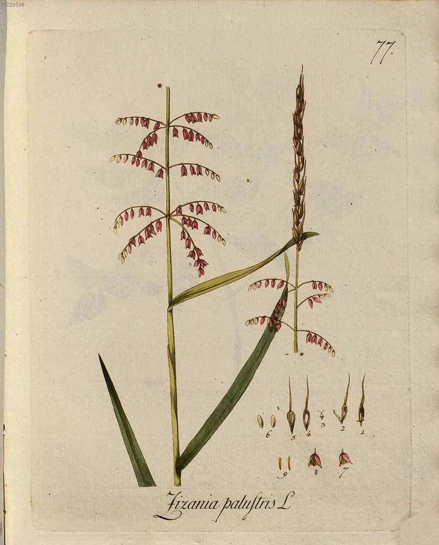 Illustration Zizania palustris, Par Kerner, J.S., Abbildungen aller ökonomischen Pflanzen (1786-1798) Abbild. Oekon. Pfl. vol. 1 (1786) t. 77, via plantillustrations 