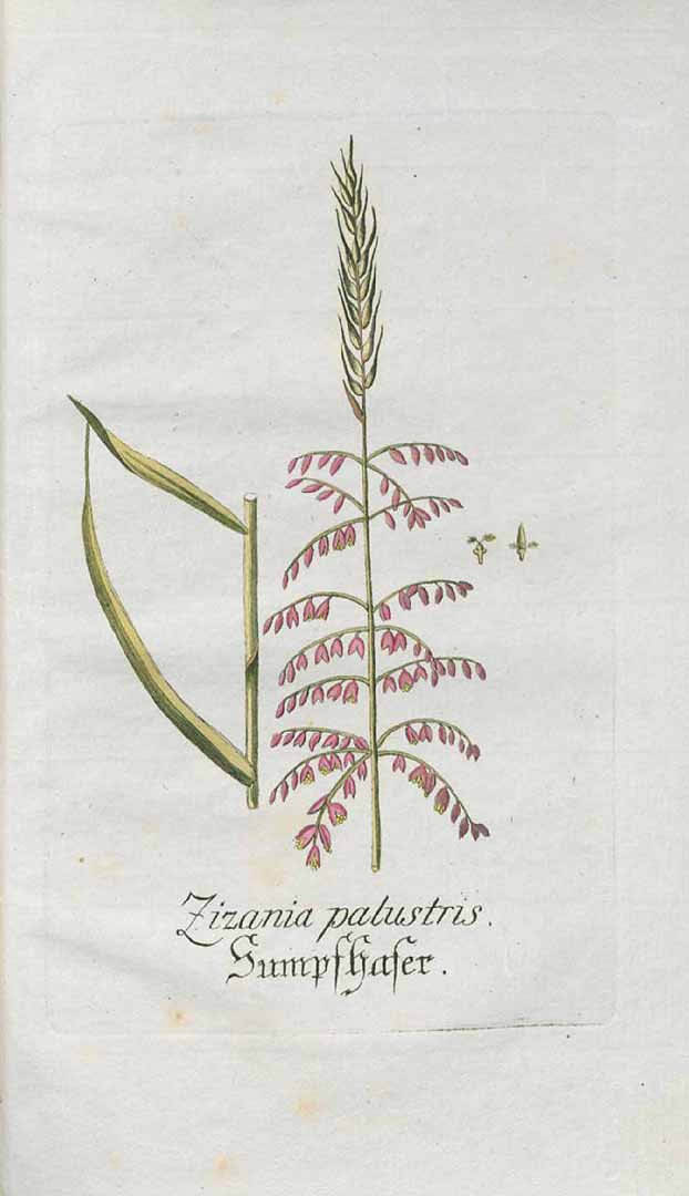 Illustration Zizania palustris, Par Einer Gesellschaft Kräuterkenner, Plantarum indigenarum et exoticarum Icones ad vivum coloratae (1788-1794) Plant. Indig. Exot. vol. 4 (1791) t. 60, via plantillustrations 