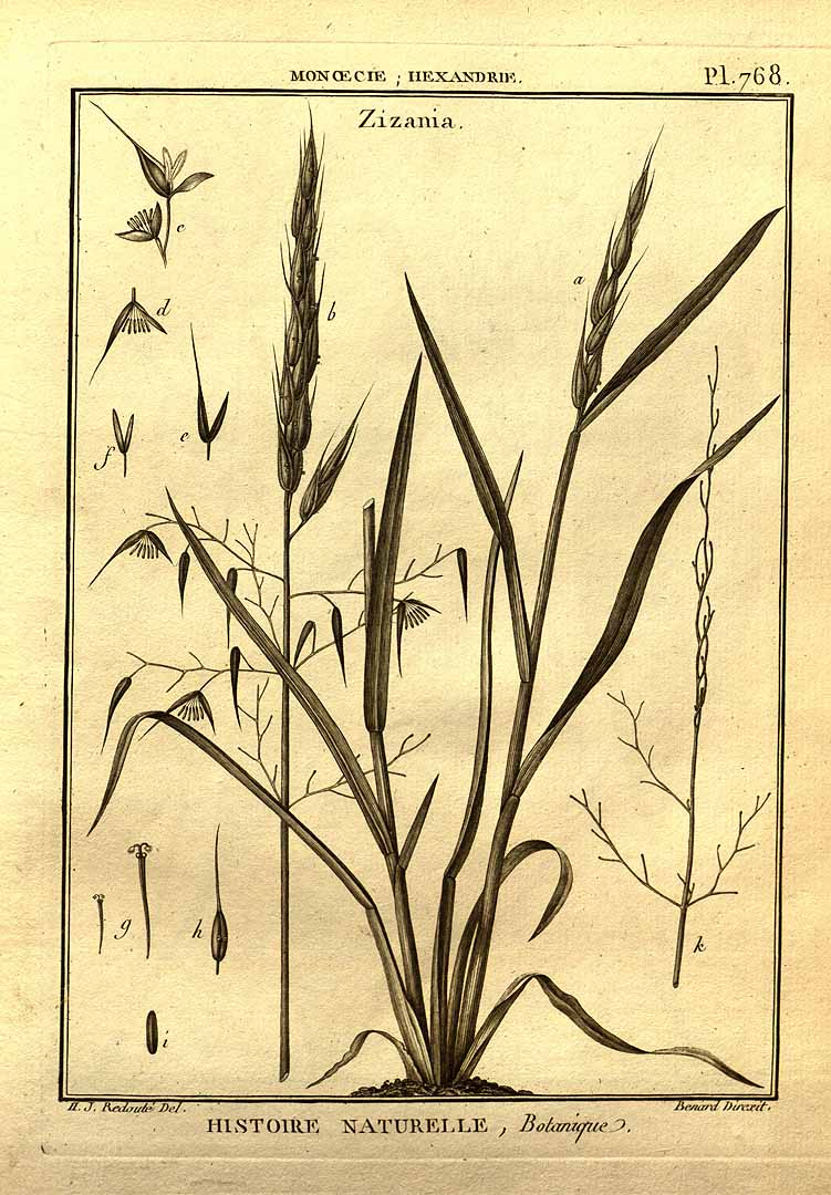 Illustration Zizania palustris, Par Lamarck, J.B.P.A. de Monet de, Poiret, J.L.M., Recueil de planches de botanique de lencyclope&#769;die (1791-1823) Tabl. Encycl. vol. 4 t. 768, via plantillustrations 