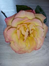Miniature photo_aou_26_20