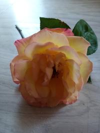Miniature photo_aou_26_13
